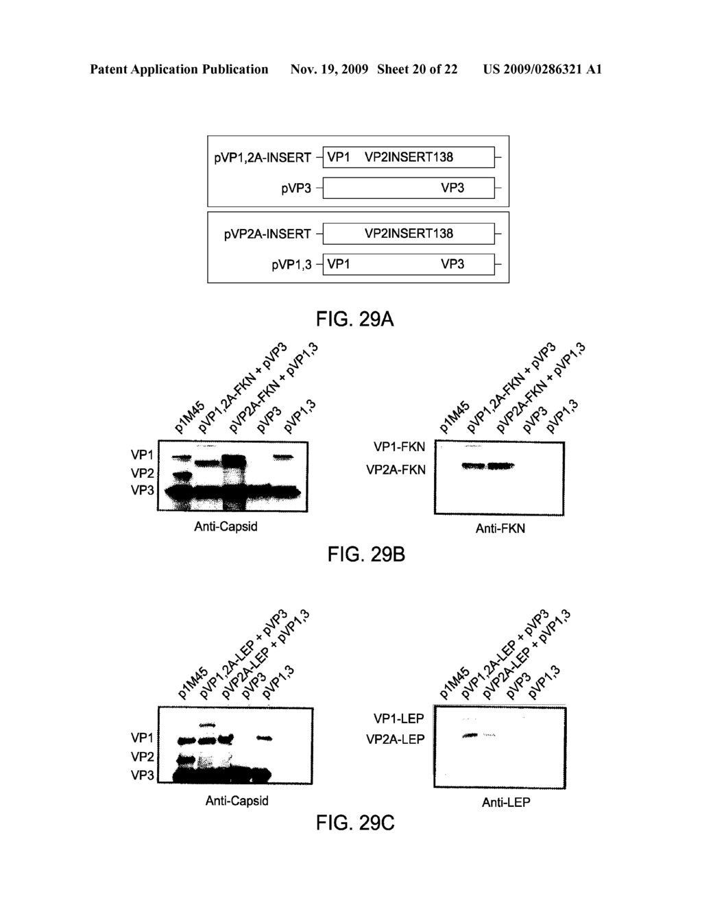 METHODS FOR TARGETING MODIFIED RAAV VECTORS TO MAMMALIAN CELLS - diagram, schematic, and image 21