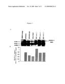 PHARMACEUTICAL COMPOSITION FOR THE DIAGNOSIS, PREVENTION OR TREATMENT OF A TUMORAL PATHOLOGY COMPRISING AN AGENT MODULATING THE POLYMERIZATION STATE OF ACTIN diagram and image