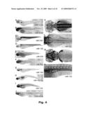 NOVEL OLIGONUCLEOTIDE COMPOSITIONS AND PROBE SEQUENCES USEFUL FOR DETECTION AND ANALYSIS OF MICRORNAS AND THEIR TARGET MRNAS diagram and image