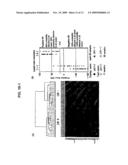 Method of Diagnosing Breast Cancer diagram and image