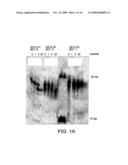 POTENT LNA OLIGONUCLEOTIDES FOR THE INHIBITION OF HIF-1a EXPRESSION diagram and image