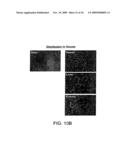 POTENT LNA OLIGONUCLEOTIDES FOR THE INHIBITION OF HIF-1a EXPRESSION diagram and image