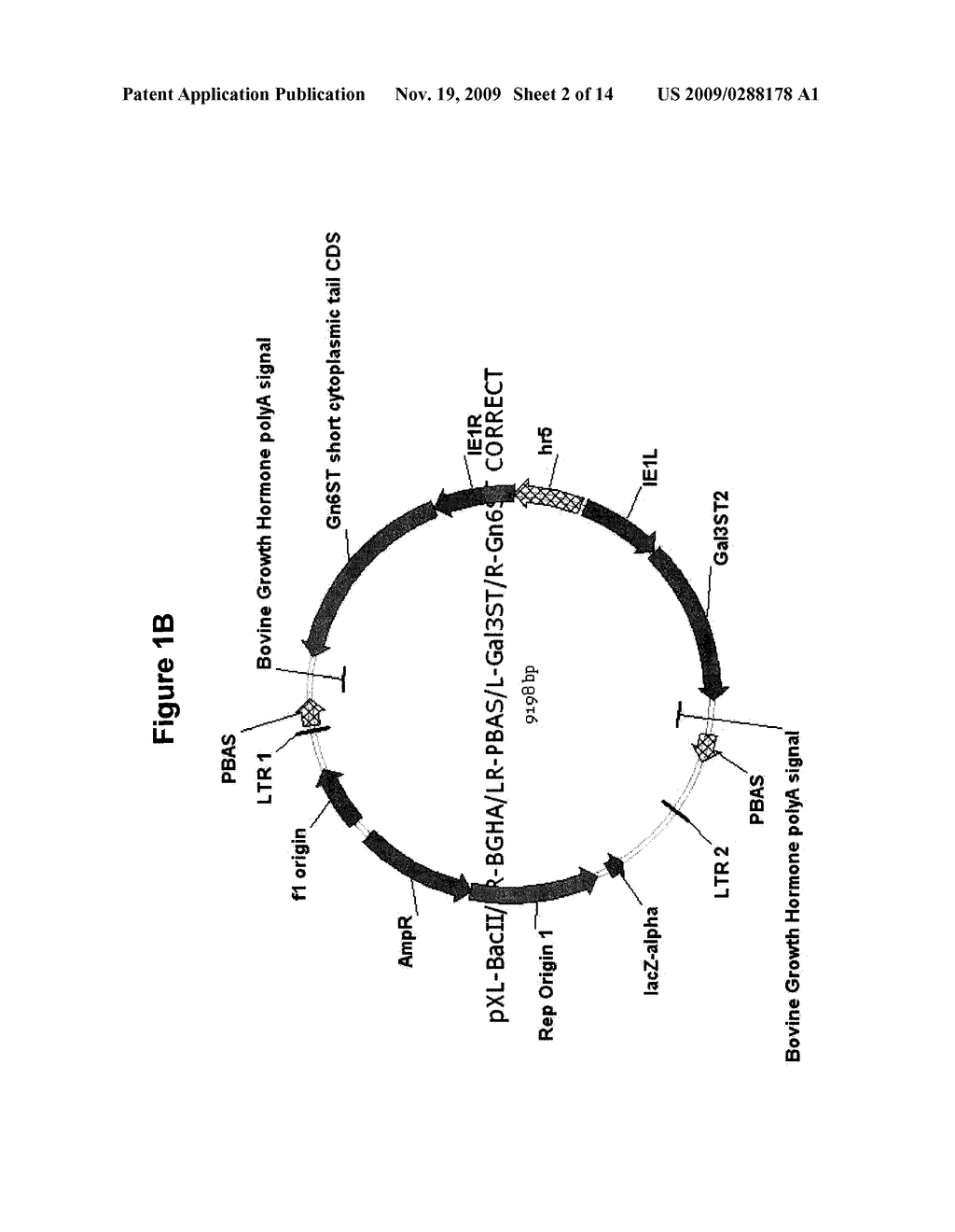 INSECT CELL LINE FOR PRODUCTION OF RECOMBINANT GLYCOPROTEINS WITH SULFATED COMPLEX N-GLYCANS - diagram, schematic, and image 03