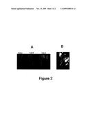 GENETIC SYSTEM FOR CONTROLLING THE FLORAL DEVELOPMENT OF A DICOTYLEDON PLANT, AND IMPLEMENTATION IN DETECTION AND SELECTION PROCESSES diagram and image