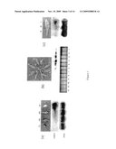 USE OF NAP GENE TO MANIPULATE LEAF SENESCENCE IN PLANTS diagram and image