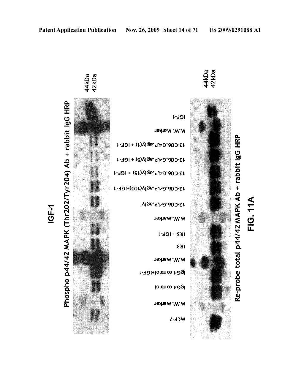 THERAPEUTIC COMBINATIONS OF ANTI-IGF-1R ANTIBODIES AND OTHER COMPOUNDS - diagram, schematic, and image 15