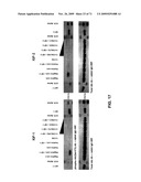 THERAPEUTIC COMBINATIONS OF ANTI-IGF-1R ANTIBODIES AND OTHER COMPOUNDS diagram and image