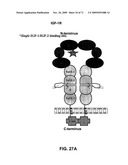 THERAPEUTIC COMBINATIONS OF ANTI-IGF-1R ANTIBODIES AND OTHER COMPOUNDS diagram and image