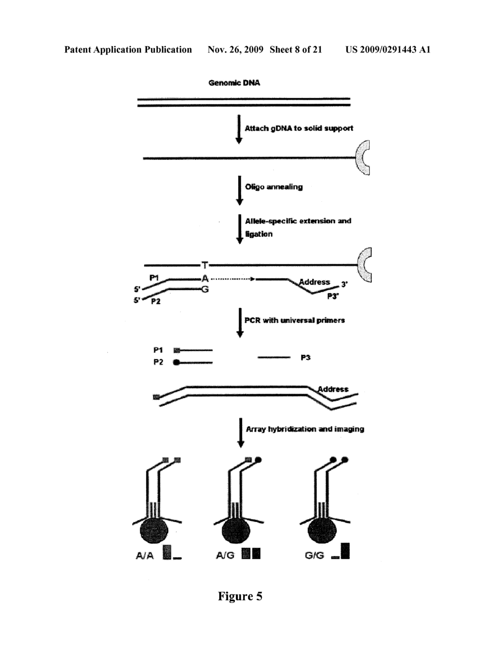USE OF HIGHLY PARALLEL SNP GENOTYPING FOR FETAL DIAGNOSIS - diagram, schematic, and image 09