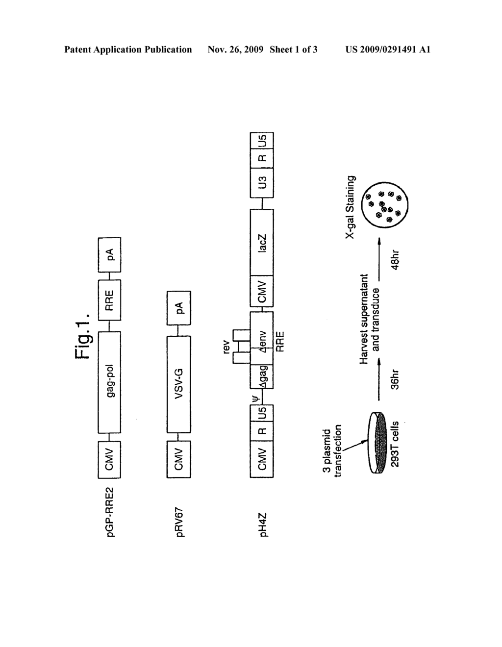 Retroviral vectors - diagram, schematic, and image 02