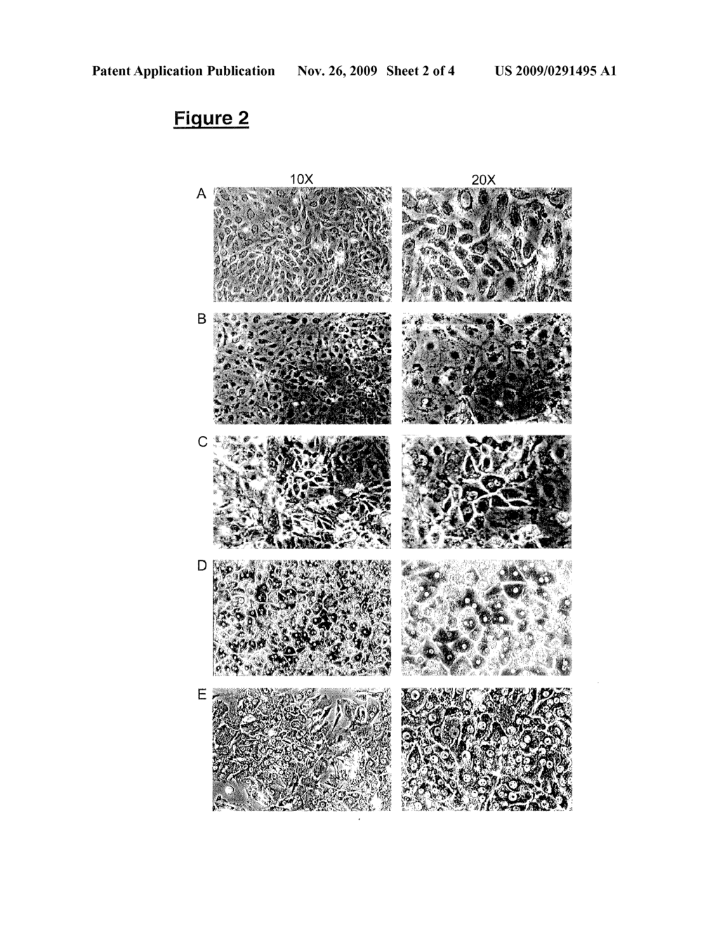 Neural Cell Populations from Primate Pluripotent Stem Cells - diagram, schematic, and image 03