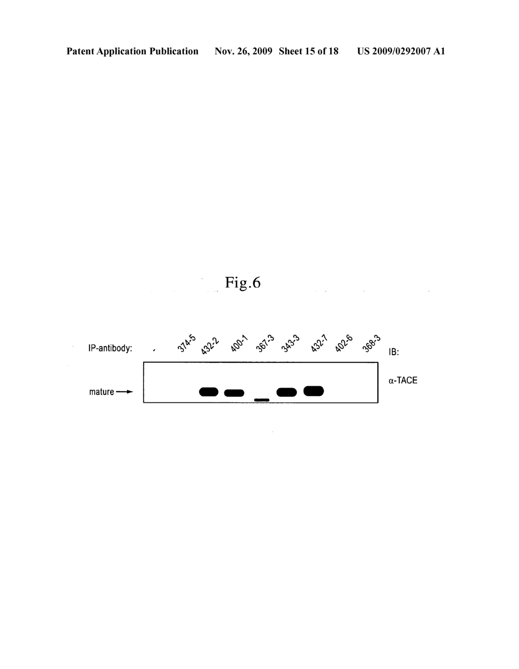 Inhibition of TACE or amphiregulin for the Modulation of EGF Receptor Signal Transactivation - diagram, schematic, and image 16