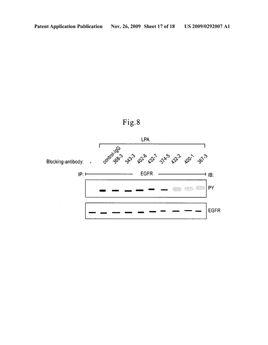 Inhibition of TACE or amphiregulin for the Modulation of EGF Receptor Signal Transactivation - diagram, schematic, and image 18