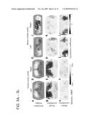 TASK-LESS OPTICAL MAPPING OF BRAIN FUNCTION USING RESTING STATE FUNCTIONAL CONNECTIVITY diagram and image