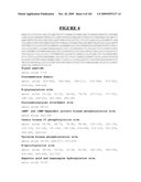 Novel Gene Disruptions, Compositions and Methods Relating Thereto diagram and image