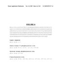 Novel Gene Disruptions, Compositions and Methods Relating Thereto diagram and image