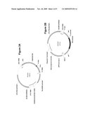 DGAT GENES FROM YARROWIA LIPOLYTICA COMBINED WITH PLASTIDIC PHOSPHOGLUCOMUTASE DOWN REGULATION FOR INCREASED SEED STORAGE LIPID PRODUCTION AND ALTERED FATTY ACID PROFILES IN OILSEED PLANTS diagram and image