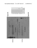 DGAT GENES FROM YARROWIA LIPOLYTICA COMBINED WITH PLASTIDIC PHOSPHOGLUCOMUTASE DOWN REGULATION FOR INCREASED SEED STORAGE LIPID PRODUCTION AND ALTERED FATTY ACID PROFILES IN OILSEED PLANTS diagram and image