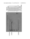 DGAT GENES FROM YARROWIA LIPOLYTICA COMBINED WITH PLASTIDIC PHOSPHOGLUCOMUTASE DOWN REGULATION FOR INCREASED SEED STORAGE LIPID PRODUCTION AND ALTERED FATTY ACID PROFILES IN OILSEED PLANTS diagram and image