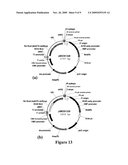 METHOD FOR PERFORMING HOMOLOGOUS RECOMBINATION IN PLANTS diagram and image