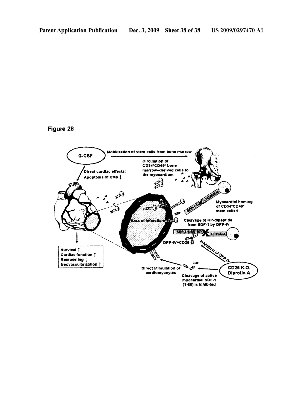 REMEDIES FOR ISCHEMIA - diagram, schematic, and image 39