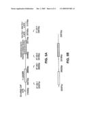 Adenovirus vectors specific for cells expressing androgen receptor and methods of use thereof diagram and image