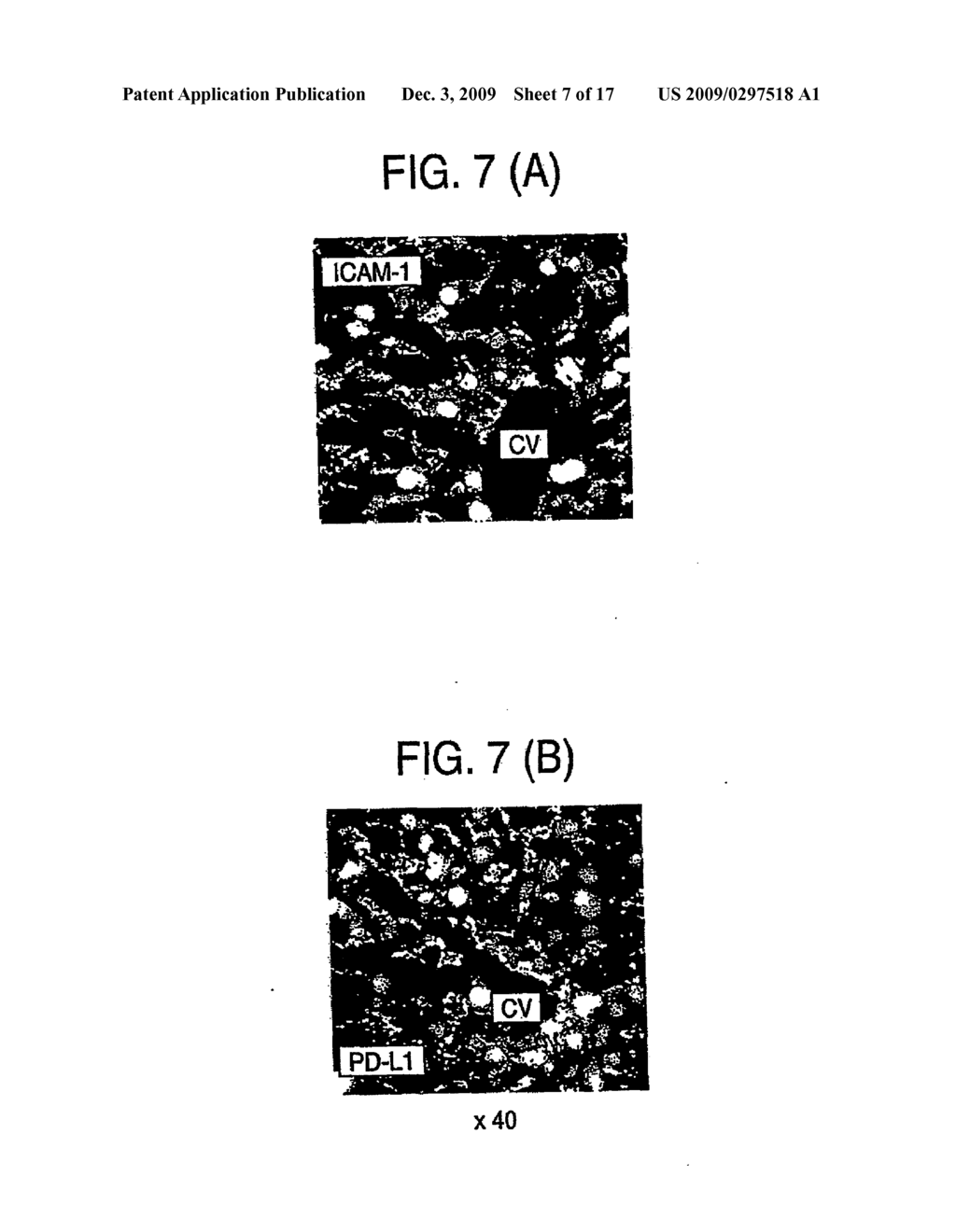 IMMUNOPOTENTIATIVE COMPOSITION - diagram, schematic, and image 08