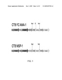 Chloroplast-derived human vaccine antigens against malaria diagram and image