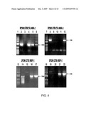 Chloroplast-derived human vaccine antigens against malaria diagram and image