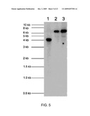 Chloroplast-derived human vaccine antigens against malaria diagram and image