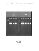 Chloroplast-derived human vaccine antigens against malaria diagram and image