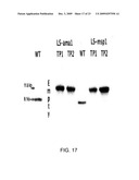 Chloroplast-derived human vaccine antigens against malaria diagram and image