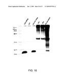 Chloroplast-derived human vaccine antigens against malaria diagram and image