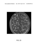 Chloroplast-derived human vaccine antigens against malaria diagram and image