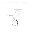 PEPTIDYLARGININE DEIMINASE AND USES THEREOF IN THE PRODUCTION OF CITRULLINATED PROTEINS AND PEPTIDES diagram and image