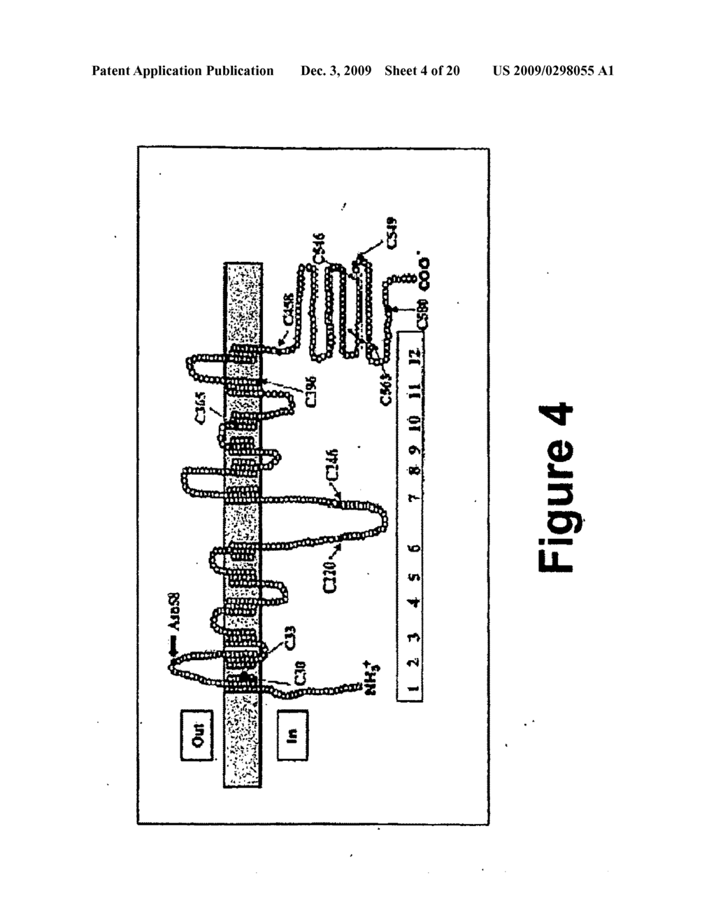 PRODUCTION OF PROTEINS - diagram, schematic, and image 05