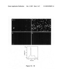 Immortalization of cells including neuronal cells diagram and image