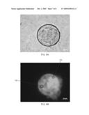 CELL CULTURE APPARATUS HAVING DIFFERENT MICRO-WELL TOPOGRAPHY diagram and image