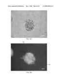 CELL CULTURE APPARATUS HAVING DIFFERENT MICRO-WELL TOPOGRAPHY diagram and image