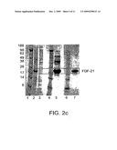 EXPRESSION OF SOLUBLE THERAPEUTIC PROTEINS diagram and image