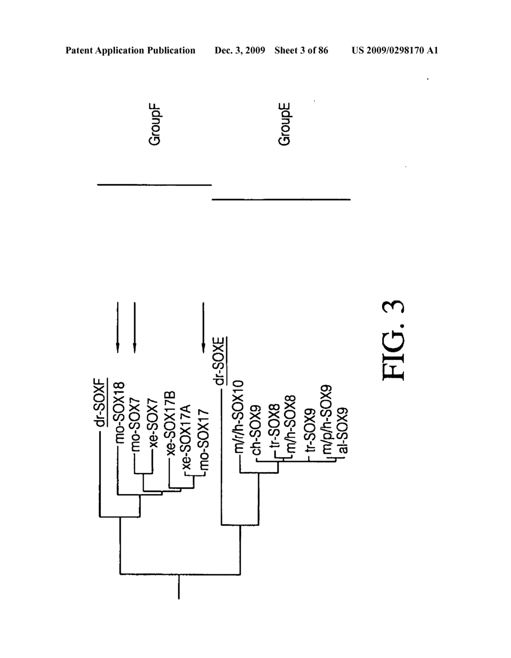 HEPATOCYTE LINEAGE CELLS - diagram, schematic, and image 04