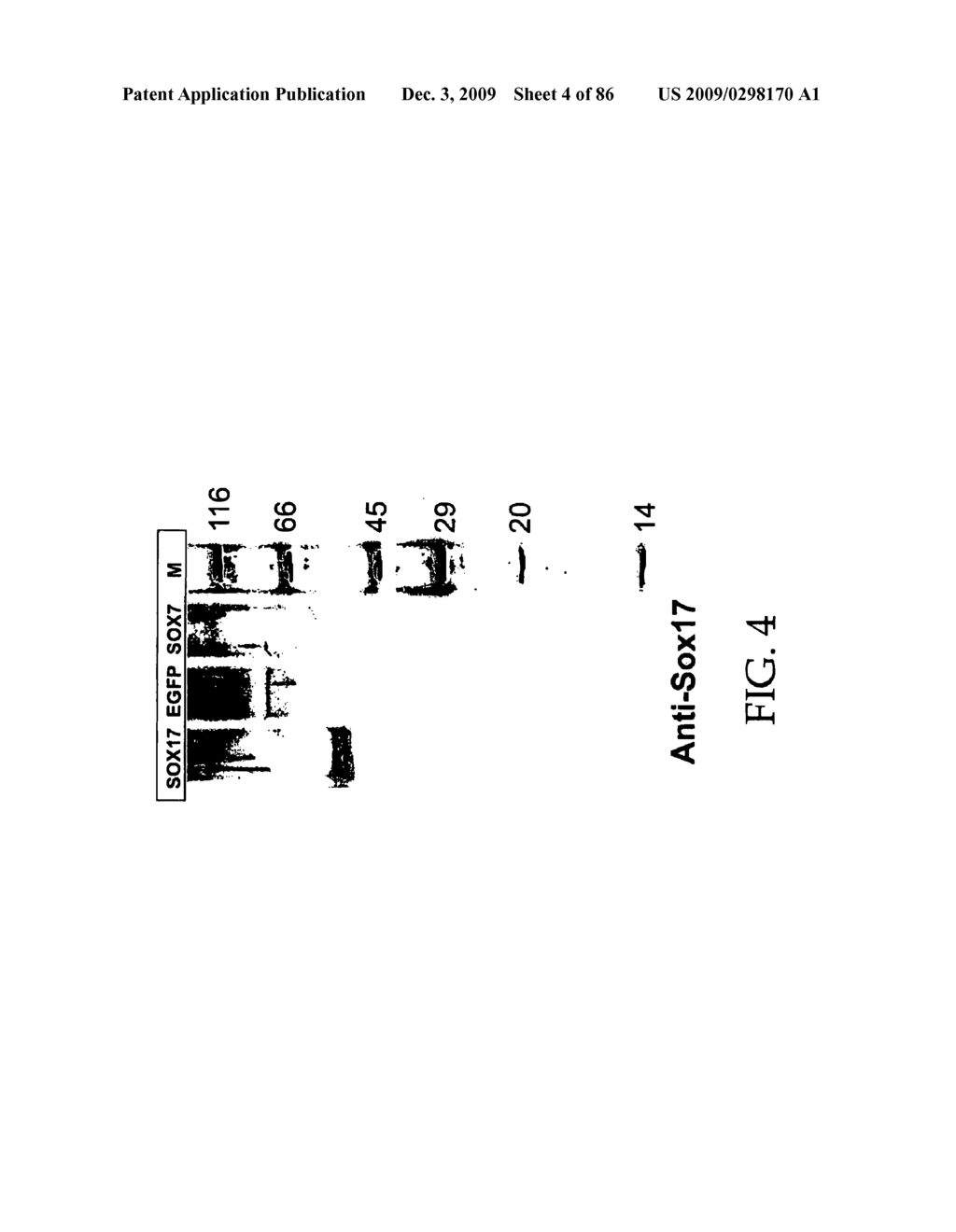 HEPATOCYTE LINEAGE CELLS - diagram, schematic, and image 05