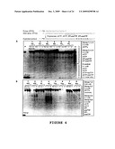 2 -DEOXY-2 -FLUORO-BETA-D-ARABINONUCLEOSIDE 5 -TRIPHOSPHATES AND THEIR USE IN ENZYMATIC NUCLEIC ACID SYNTHESIS diagram and image