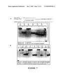 2 -DEOXY-2 -FLUORO-BETA-D-ARABINONUCLEOSIDE 5 -TRIPHOSPHATES AND THEIR USE IN ENZYMATIC NUCLEIC ACID SYNTHESIS diagram and image