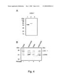 Alternative Splicing Isoform of Lox-I Protein Encoding Gene, and Uses Thereof diagram and image