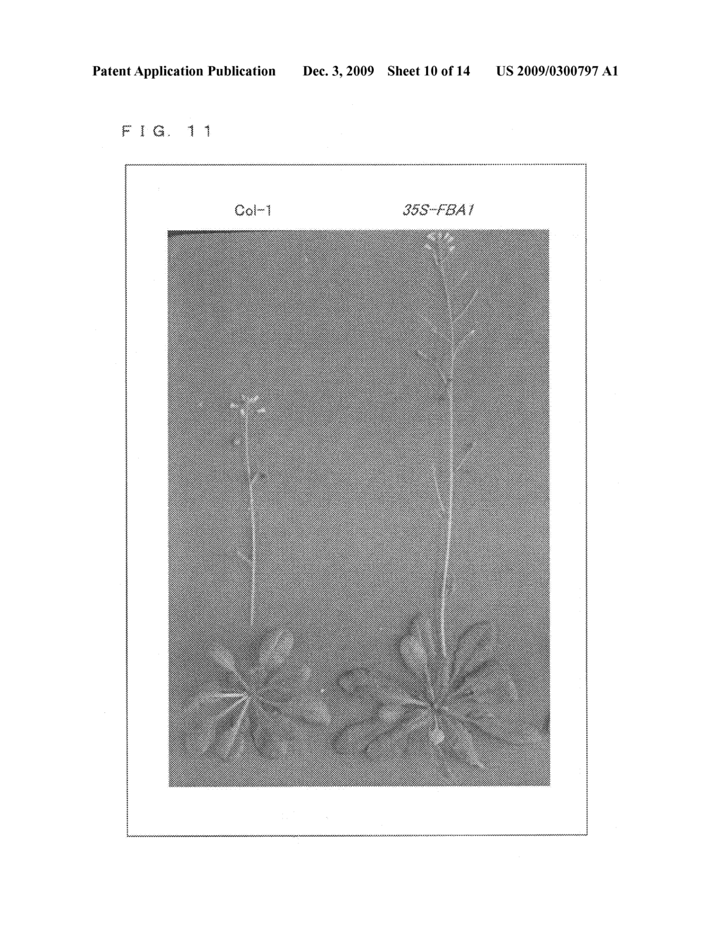 PLANT HAVING IMPROVED GROWTH ABILITY AND DISEASE RESISTANCE AND METHOD FOR PRODUCTION THEREOF - diagram, schematic, and image 11