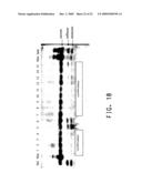 PLANT GALACTINOL SYNTHASE HOMOLOGS diagram and image