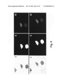 Method and a system for presenting sections of a histological specimen diagram and image