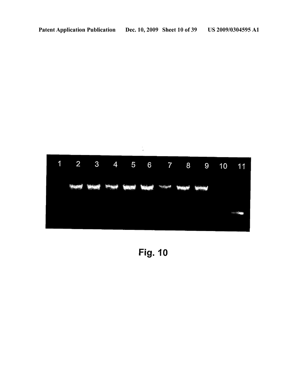 ANIMAL MODEL AND A METHOD FOR PRODUCING AN ANIMAL MODEL - diagram, schematic, and image 11