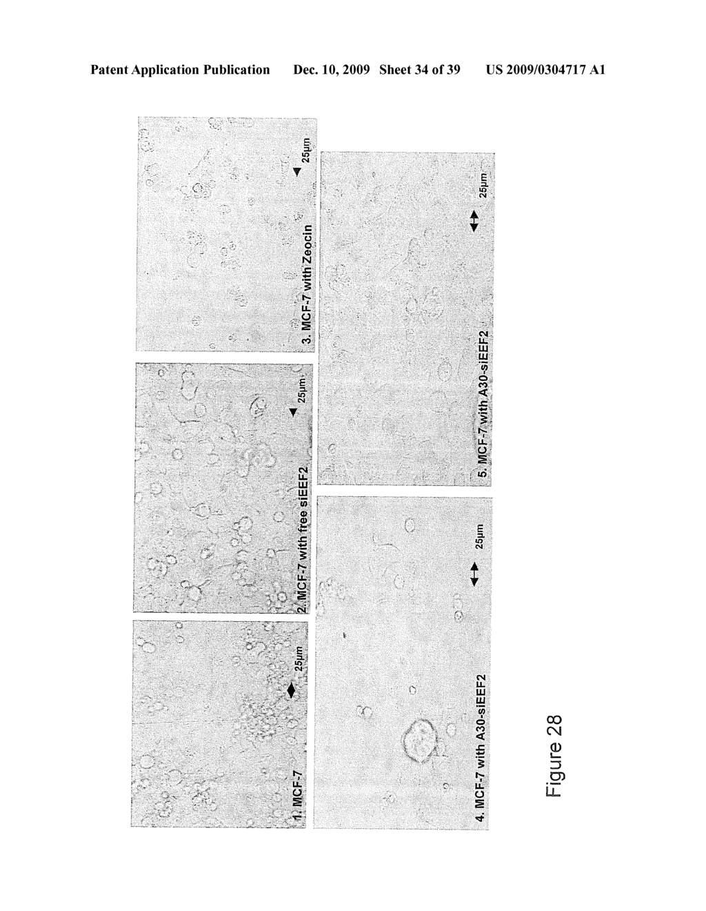 Immuno-RNA-Constructs - diagram, schematic, and image 35